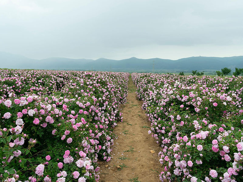 وادي الورود وملوك التراقيين – كازانلاك 